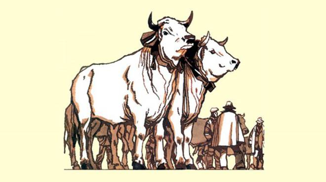 384° Fiera nazionale di Sua Maestà il Bue Grasso di Moncalvo